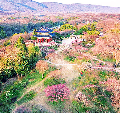 南京市-玄武区-梅花山（梅花谷·中国梅花艺术中心）风景旅游区