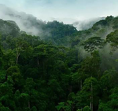 临沧市-双江县-勐库镇-双江古茶山（万亩野生古茶树群落·双江古茶山国家森林公园）风景旅游区