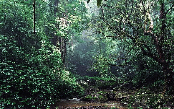 德宏州-瑞丽市-莫里峡谷（扎朵瀑布）国家热带雨林公园|4A