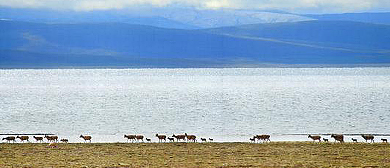 玉树州-治多县-可可西里·可可西里湖（库赛湖·卓乃湖·太阳湖）风景区