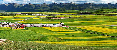 海北州-门源县-青石嘴镇-青石嘴·门源油菜花海（圆山观景台）风景区