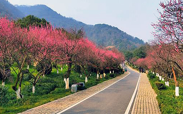 杭州市-临平区-塘栖镇-超山（梅花香雪海）风景旅游区|4A