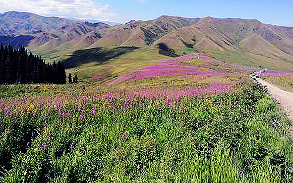 博尔塔拉州-博乐市-夏尔西里（夏尔希里国家级自然保护区）风景旅游区