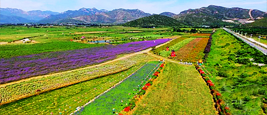 北京市-房山区-韩村河镇-天开村·天开自然营地公园（天开花海）风景旅游区