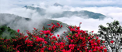 六安市-金寨县-吴家店镇-大别山·黄狮寨（映山红花海）风景区