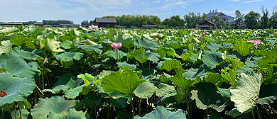 岳阳市-湘阴县-鹤龙湖镇-鹤龙湖（荷花公园）风景旅游区