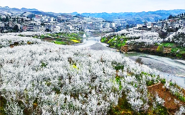 毕节市-纳雍县-厍东关乡-陶营村-总溪河（万亩樱桃花海）风景旅游区|4A