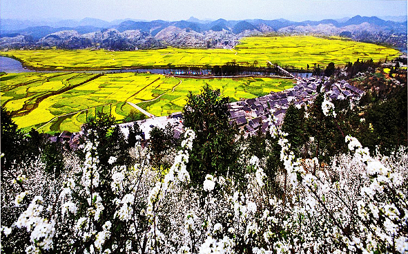 黔南州-贵定县-盘江镇-音寨村（布依族民俗村）·金海雪山（油菜花海·酥梨花海）风景旅游区|4A