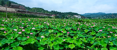 黔东南州-凯里市-炉山镇-洛棉村（桃李荷田）风景旅游区