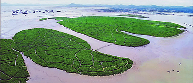 阳江市-阳西县-程村镇-程村蚝场（生产基地）·红树林自然保护区