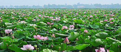 濮阳市-范县-陈庄镇-万亩荷花生态园