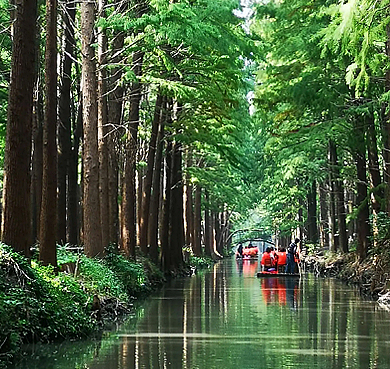 泰州市-兴化市-李中镇-水上森林公园（里下河国家湿地公园）风景旅游区|4A