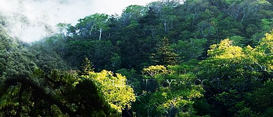 咸宁市-崇阳县-桂花泉镇-崇阳桂花（崇阳国家森林公园）风景旅游区