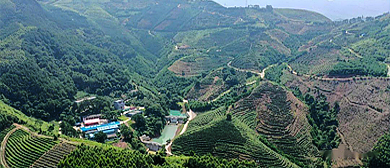 贵港市-覃塘区-覃塘街道-龙凤村·花山茶海风景旅游区