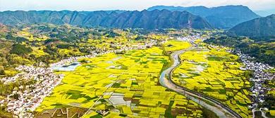 汉中市-勉县-阜川镇-唐家湾村·唐家湾（油菜花海）风景旅游区