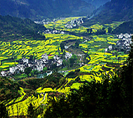 上饶市-婺源县-江湾镇-江岭村·江岭梯田（油菜花海）风景旅游区