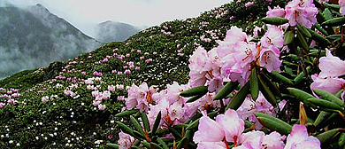 山南市-错那市-浪坡乡-浪坡沟（杜鹃花海）风景区