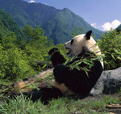 阿坝州-汶川县-卧龙镇-卧龙国家级自然保护区（中国大熊猫保护研究中心）风景旅游区