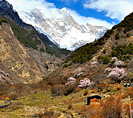 林芝市-米林市-派镇-直白村（南迦巴瓦峰观景台）桃花田园风景区