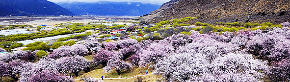 林芝市-巴宜区-林芝镇-嘎拉村（嘎啦桃花村）桃花风景旅游区