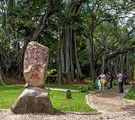 西双版纳州-勐海县-打洛镇-曼掌村·独树成林风景区