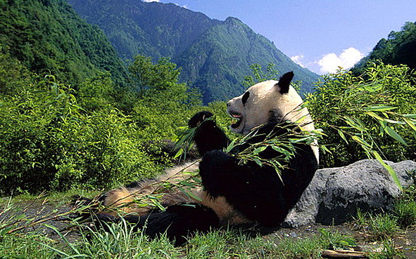 四川省-四川大熊猫栖息地保护区
