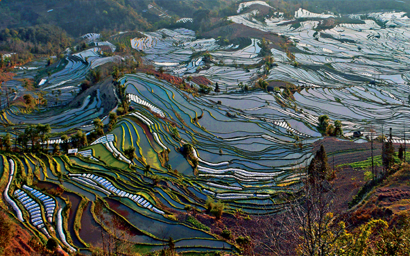 红河州-元阳县-元阳梯田（|唐-共|红河哈尼梯田·红河哈尼梯田国家湿地公园）风景旅游区|4A